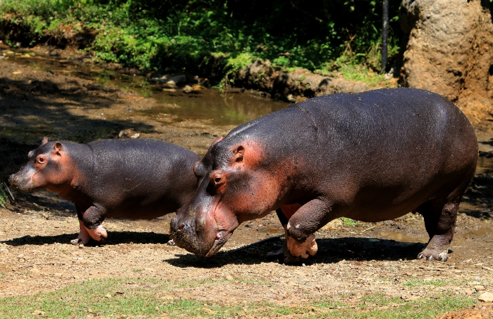 Cincinnati Zoo Hippopotamus Walking